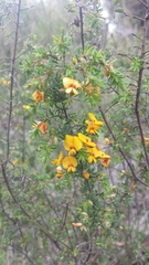 Pultenaea hispidula