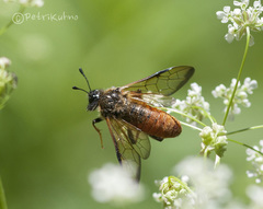 Trichiosoma aenescens