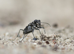 Cicindela sylvatica