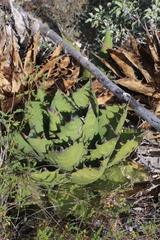 Agave margaritae