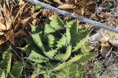 Agave margaritae