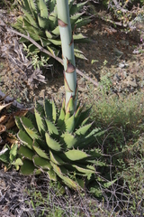 Agave margaritae
