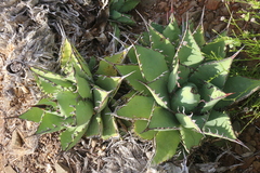 Agave margaritae