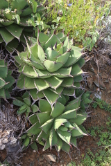 Agave margaritae