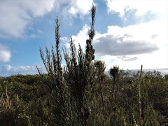 Allocasuarina striata