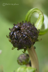 Glischrochilus hortensis