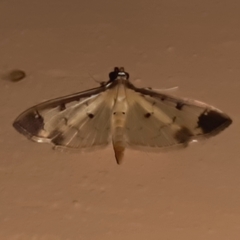 Eulepte concordalis