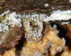 Sphaerostilbella aurifila