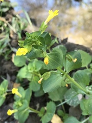 Erythranthe inamoena