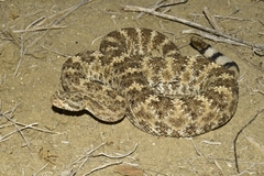 Crotalus mitchellii