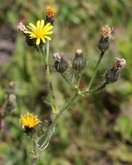 Picris japonica kamtschatica