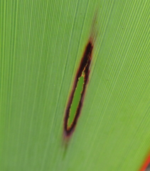 Orthoclydon praefectata