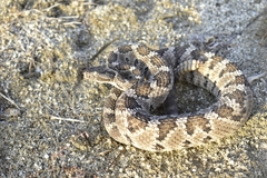 Crotalus enyo