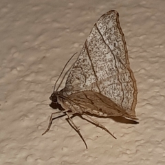 Semiothisa divergentata