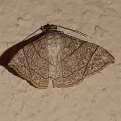 Semiothisa divergentata