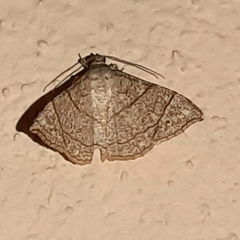 Semiothisa divergentata