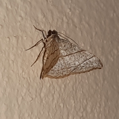 Semiothisa divergentata