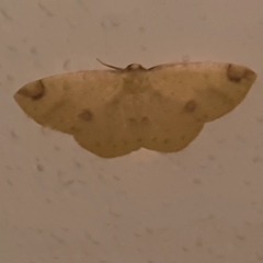 Periclina