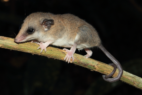 Karimi's Fat-tailed Mouse Opossum (Thylamys karimii) — Vulnerable Mammalia