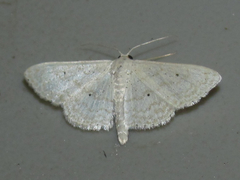 Scopula benitaria