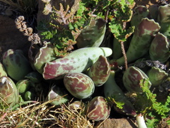 Adromischus cooperi