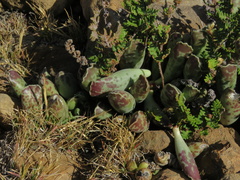 Adromischus cooperi