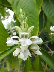 Angiospermae