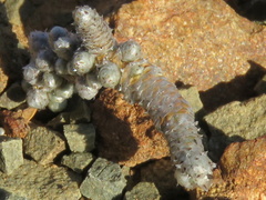 Anacampseros papyracea