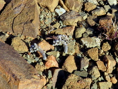 Anacampseros papyracea