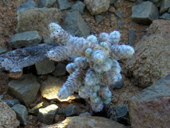 Anacampseros papyracea