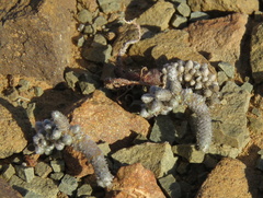 Anacampseros papyracea