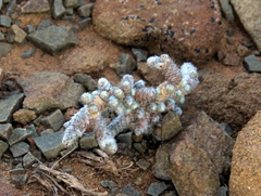 Anacampseros papyracea