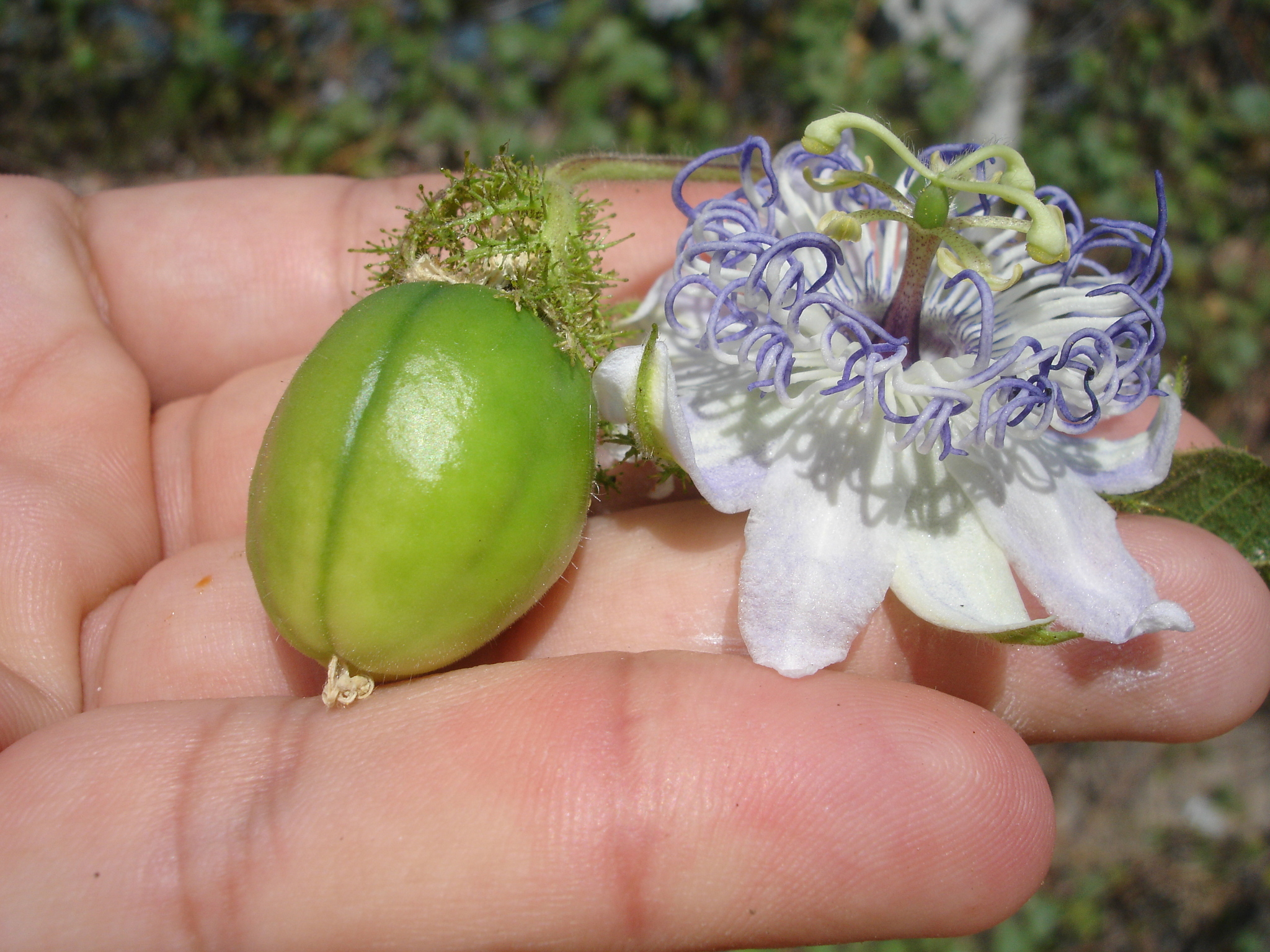 Passiflora foetida