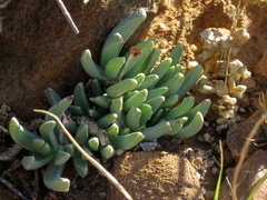 Chasmatophyllum