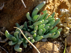 Chasmatophyllum