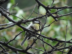 Parus major