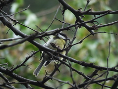 Parus major