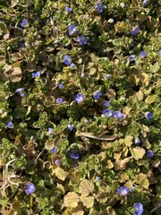 Veronica persica