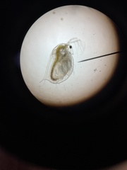 Daphnia magna
