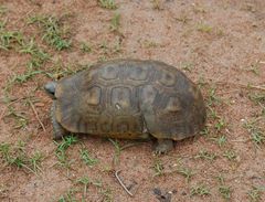 Kinixys belliana