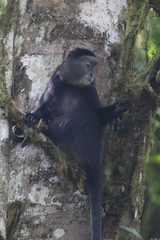 Cercopithecus mitis stuhlmanni