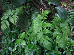 Tectariaceae
