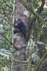 Cercopithecus mitis stuhlmanni
