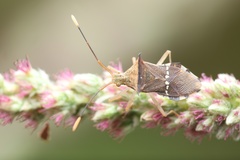 Cletomorpha benita
