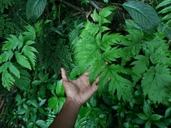 Tectariaceae