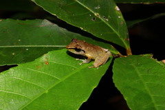 Pristimantis ramagii