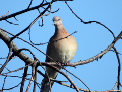 Streptopelia senegalensis