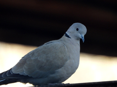 Streptopelia decaocto