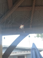 Gasteracantha cancriformis