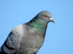 Columba livia
